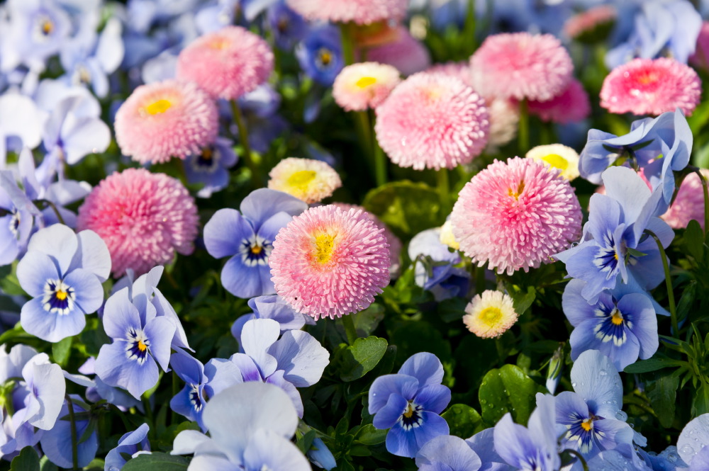 Blumen von - Blumen Kleissner Graz